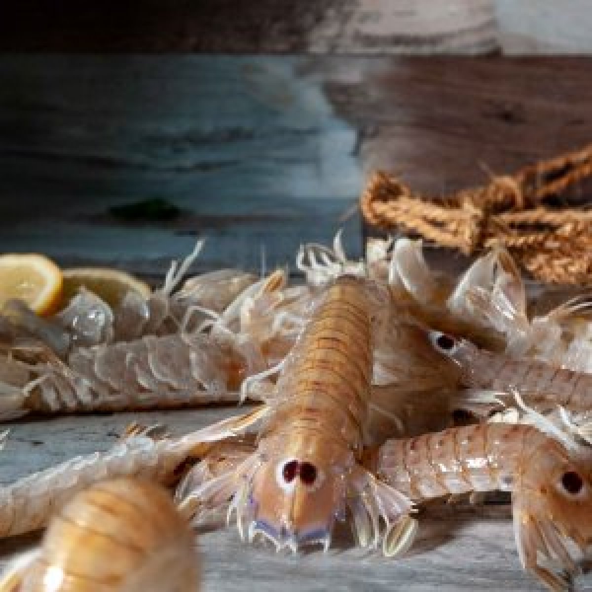 Canocchie piccole pannocchia