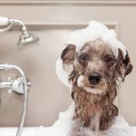 Igiene e Pulizia degli animali