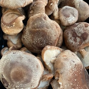 Funghi Shiitake