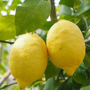 Limoni naturali costiera con foglia buccia edibile