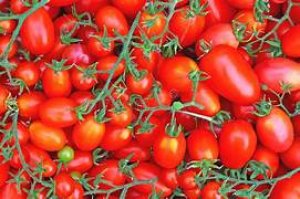 Pomodori ramati rossi Sicilia