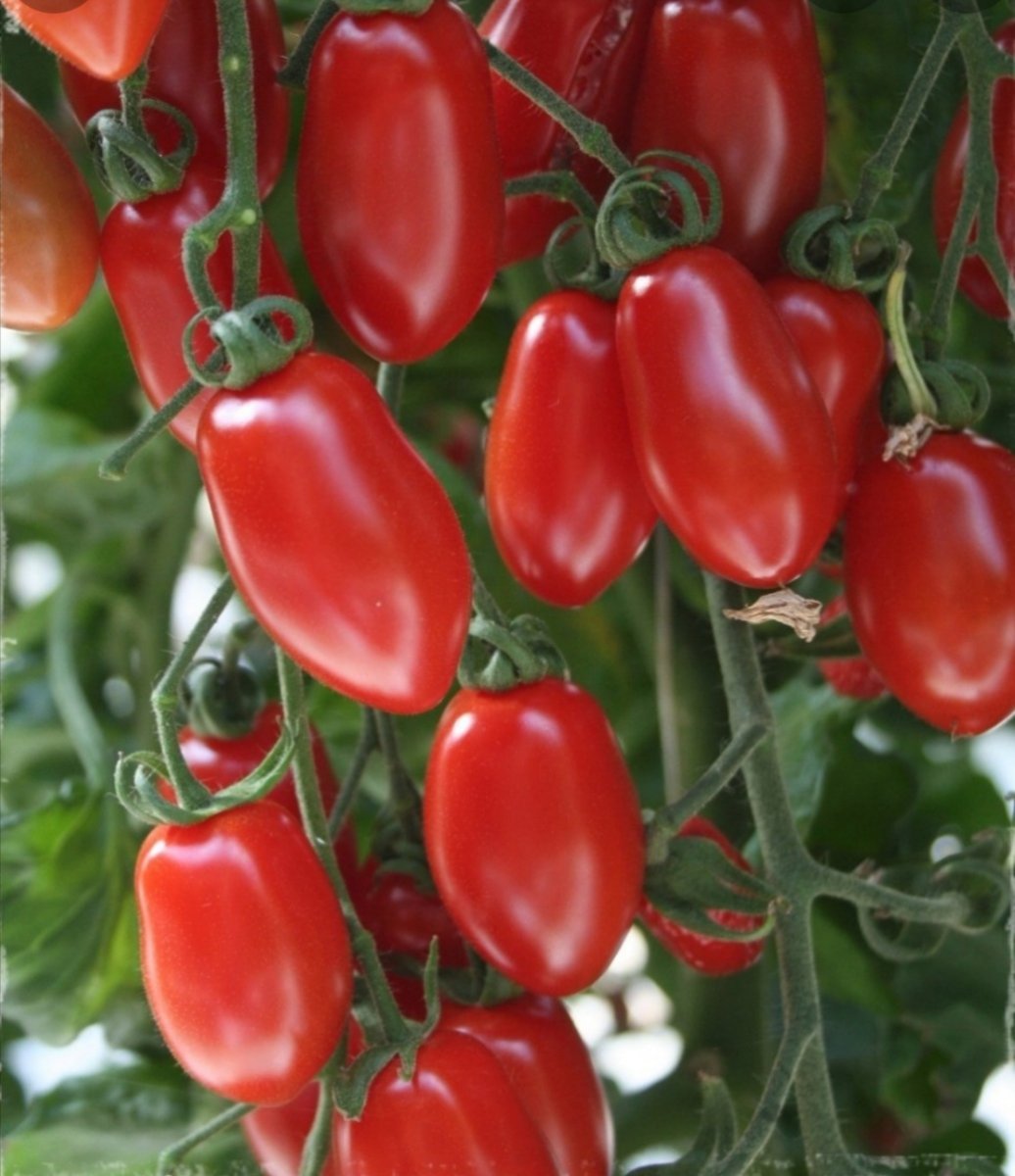 POMODORO DATTERINO