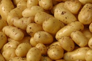 PATATE  NOVELLE